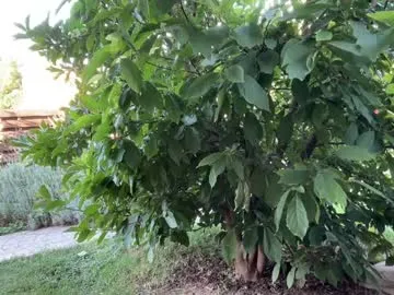 katt008 – webcam model profile photo Image 11