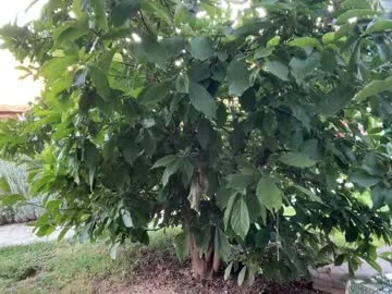 katt008 – webcam model profile photo Image 13