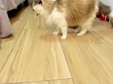 bunnyblondy – webcam model profile photo Image 9